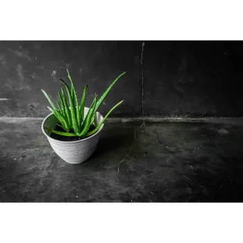 Natural Aloe Vera Plants